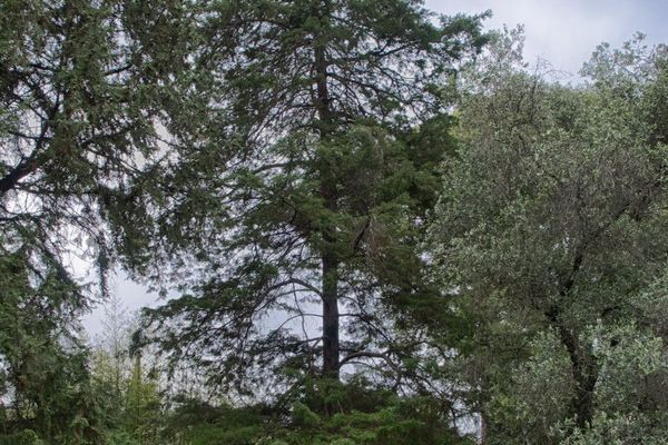 Arizona cypress