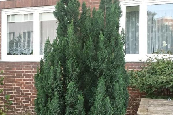 Mediterranean cypress