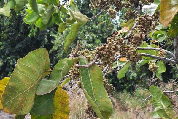 Rough-leaf-tree