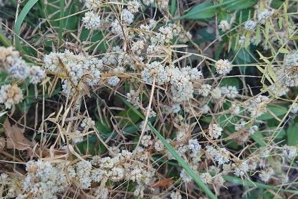 Smooth-seed alfalfa dodder