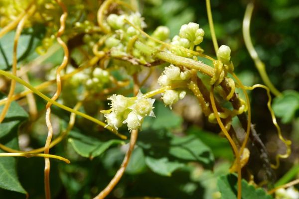 Dodder