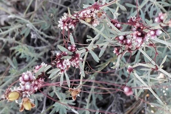Clover dodder