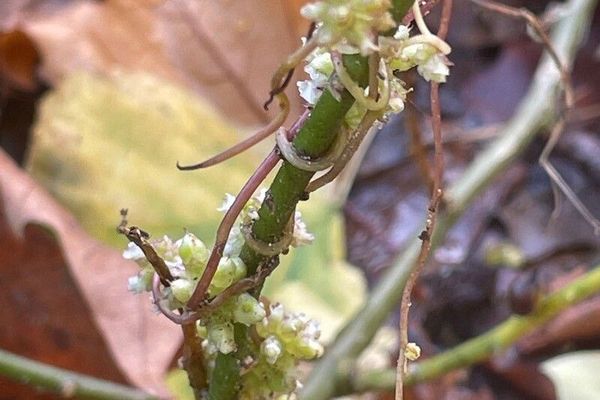 European dodder