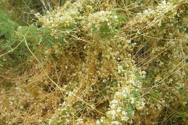 Large-seed dodder