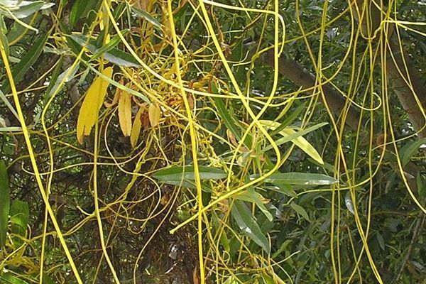 Japanese dodder