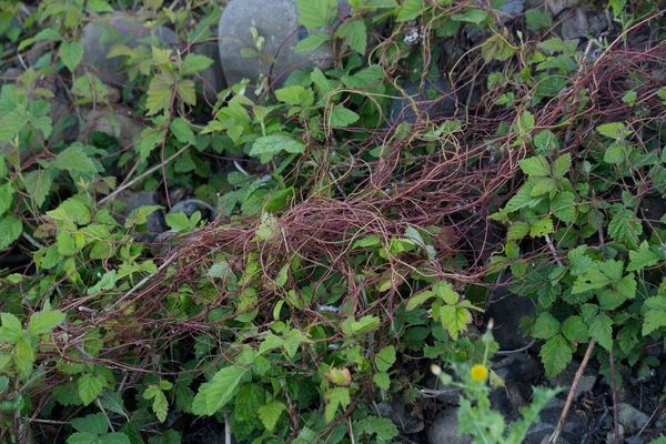 Hop dodder