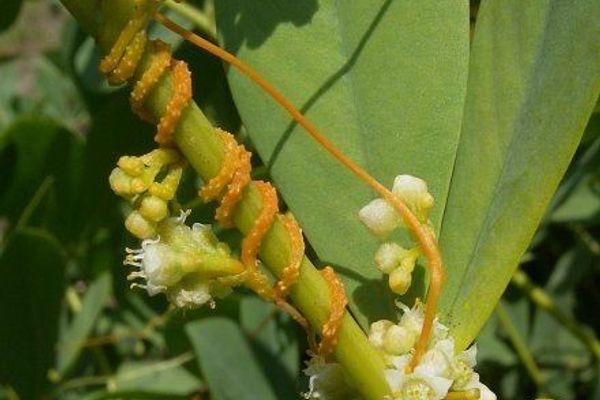 Five-angle dodder