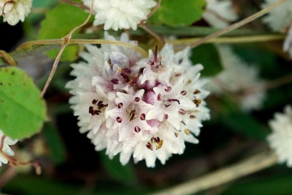 Small-seed alfalfa dodder