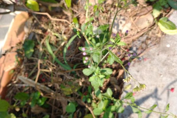 Little ironweed