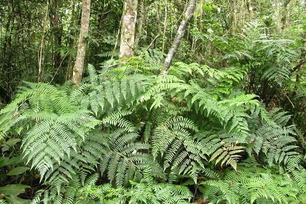 Cyathea microdonta