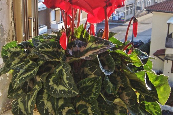 Florist's cyclamen