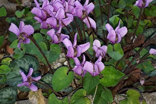 Cyclamen