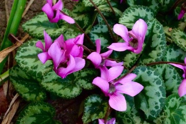 Spring sowbread