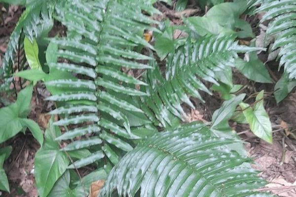 Lime fern