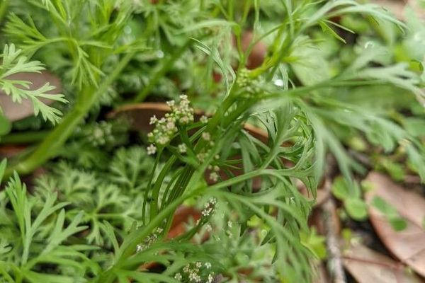 Marsh parsley