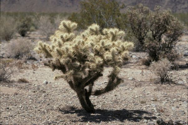 Buckhorn cholla