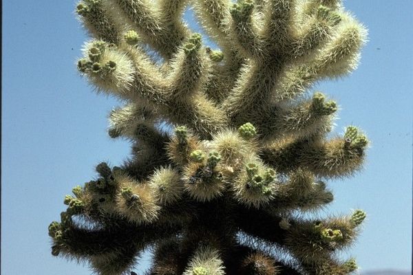 Teddy-bear cholla