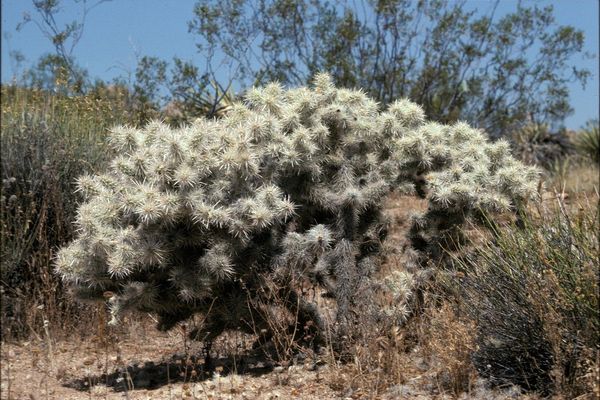 Wiggins's cholla
