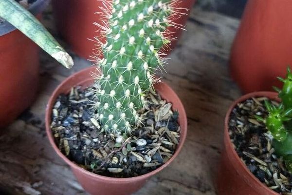 Jumping cholla