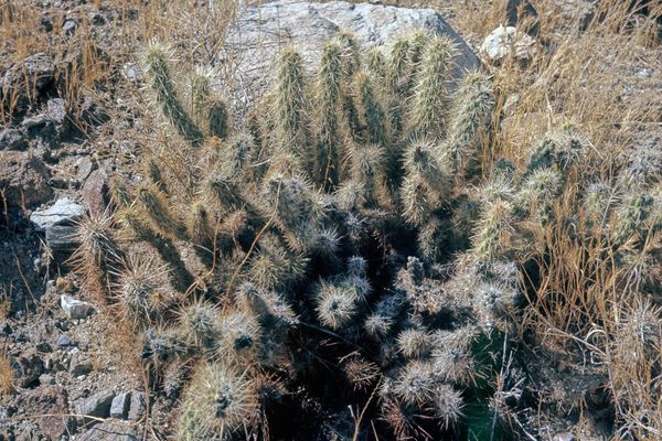 Cylindropuntia ganderi
