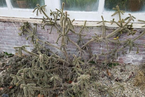 Candelabrum cactus