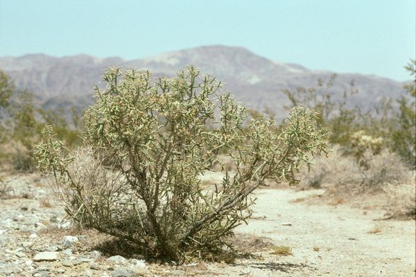 Cylindropuntia ramosissima