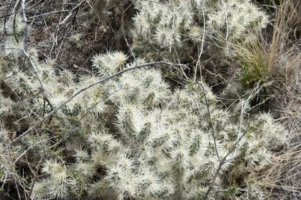 Sheathed cholla