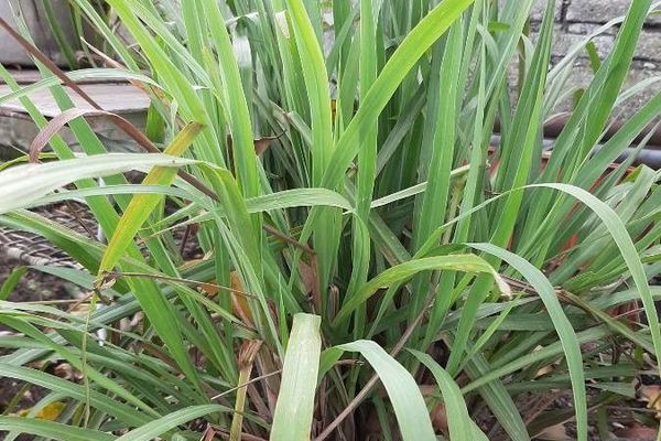 Cymbopogon ambiguus
