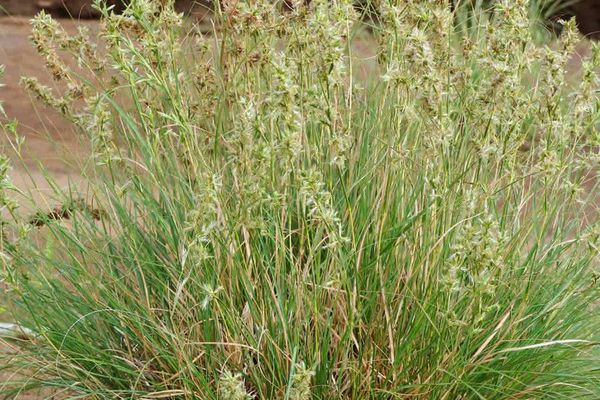 Geranium grass