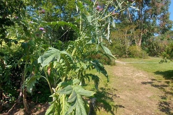 Spanish artichoke