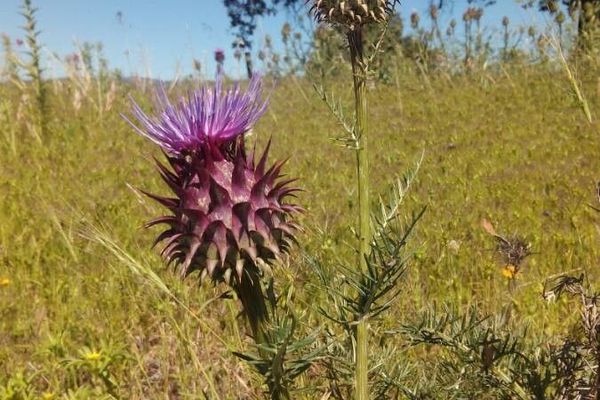 Cynara humilis