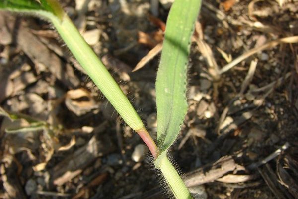 Bermuda grass