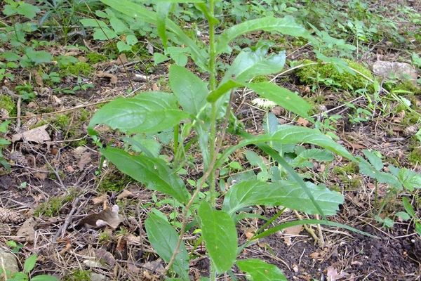Green hound's-tongue
