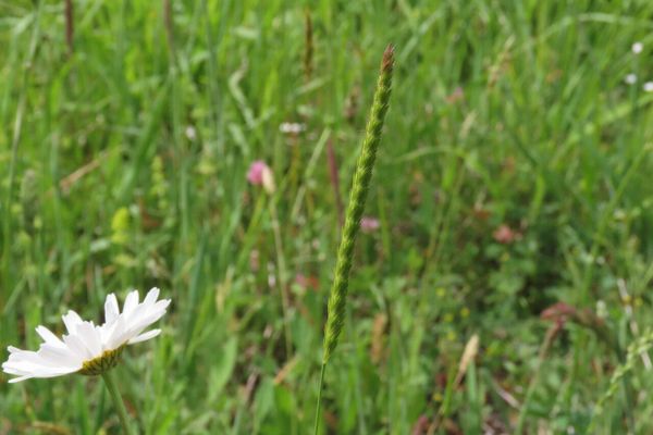 Crested dog's-tail