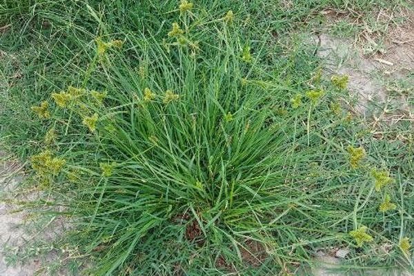 Inflated-scale flat sedge