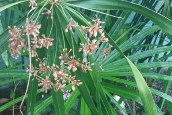 Umbrella sedge