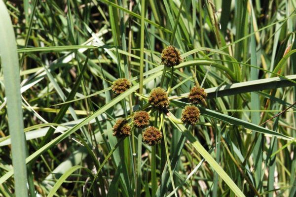 Cyperus blepharoleptos