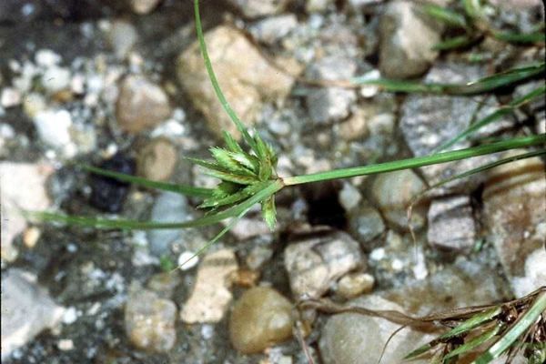 Poorland flat sedge