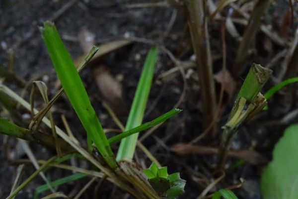 Piedmont flatsedge
