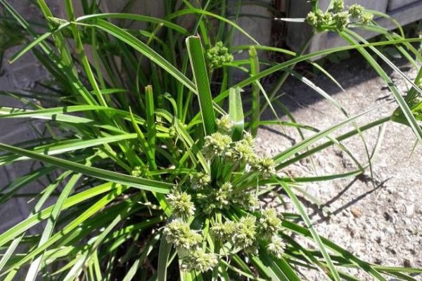 Umbrella sedge