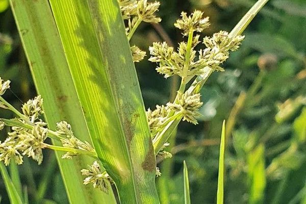 Cyperus exaltatus