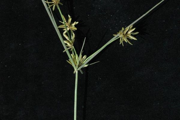 Cyperus flavescens