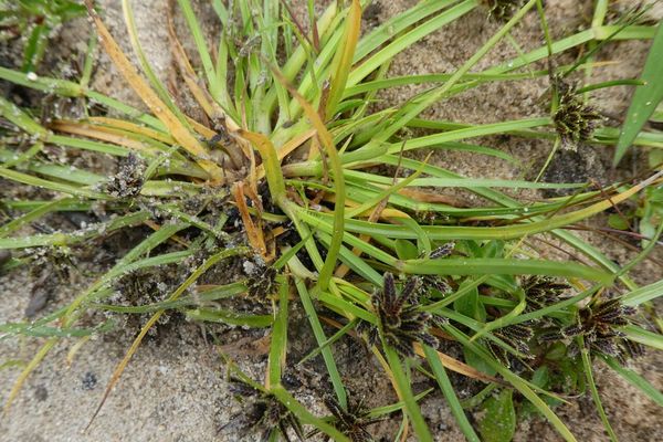 Brown flatsedge