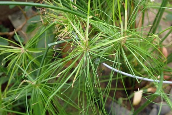 Dwarf papyrus sedge