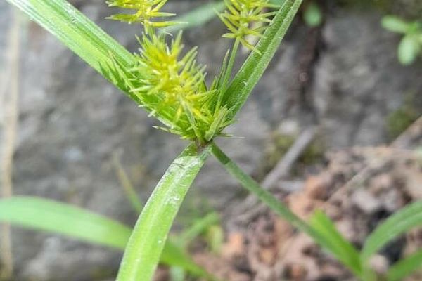 Hermaphrodite flatsedge