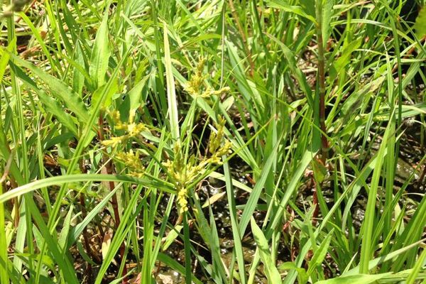 Umbrella sedge