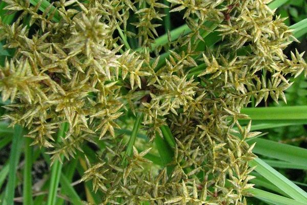 Javanese flatsedge