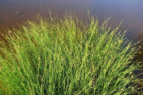 Smooth flat sedge
