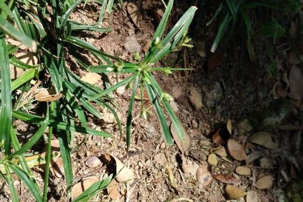 Cyperus laxus