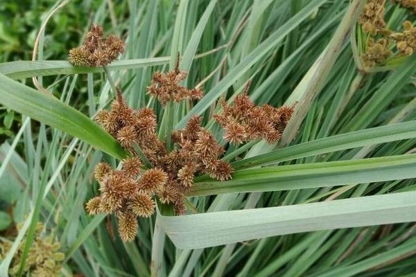 Swamp flat sedge